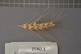 Click for 1 image(s) for this accession. Spike